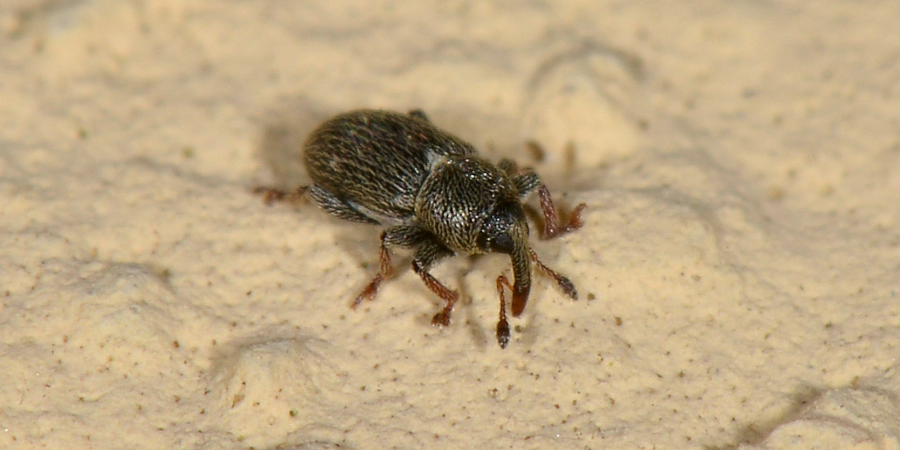 Curculionidae:  Tychius curtirostris